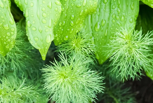 Yağmur sonra otlar.