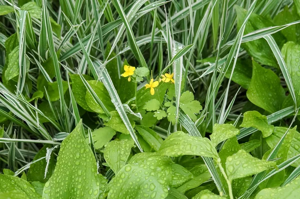 L'herbe après la pluie . — Photo