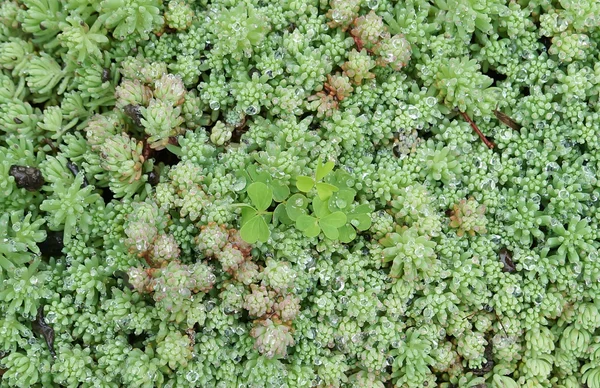 Green ground cover after rain.