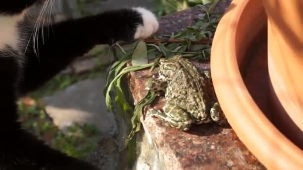 Cat hunts for the frog. — Stock Video