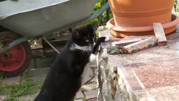 Katze jagt den Frosch. — Stockvideo