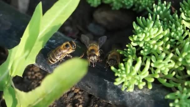 Bienen trinken Wasser. — Stockvideo