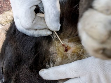 Veteriner köpeği inceliyor, derinin kel kısımlarını. Pire ısırıklarına, yiyeceğe, kimyasallara alerjik reaksiyonlar. Hayvanlarda hastalıkların önlenmesi ve tedavisi kavramı.