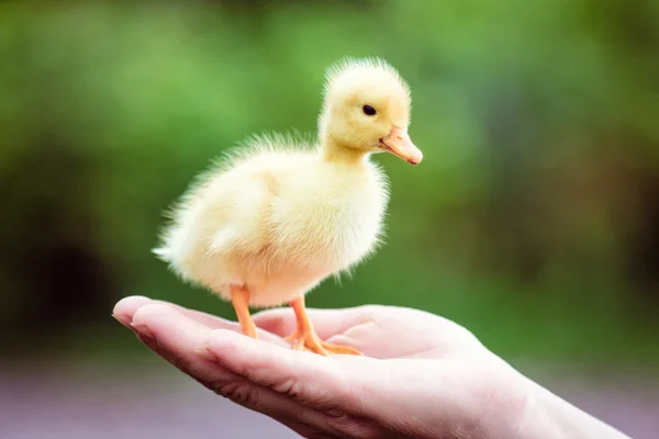 Dos patitos en la mano de un hombre — Foto de Stock