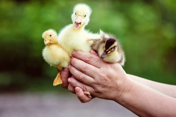 Bir kaz ve iki ördek adam elinde tutar.