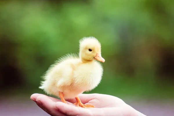 Anatroccolo nella mano di un uomo — Foto Stock