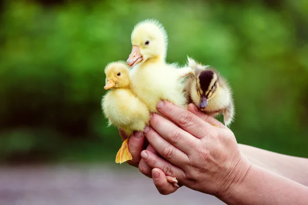 Homem segura em suas mãos um ganso e dois patos . — Fotografia de Stock