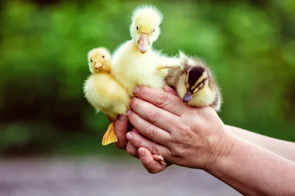 男人握在他的手，一只鹅和两只鸭子. — 图库照片