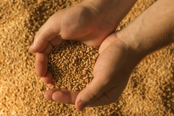 Adamın elinde buğday. Adam holding buğday elinde.