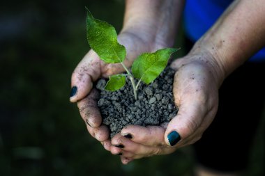 Fide ağaçlar parkta holding eller.