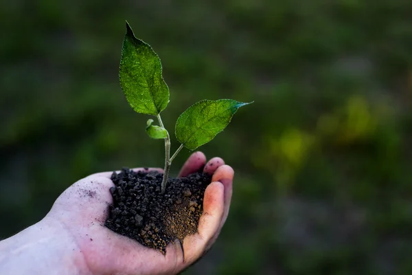 Hands holding seedling trees in the park.