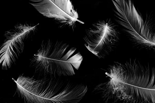 Plumas sobre un fondo oscuro. Muchas plumas cayendo al suelo . —  Fotos de Stock