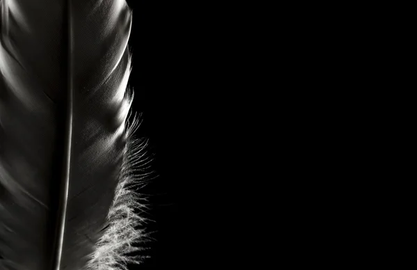 Tüyleri koyu arka plan üzerinde. Metin için yer.