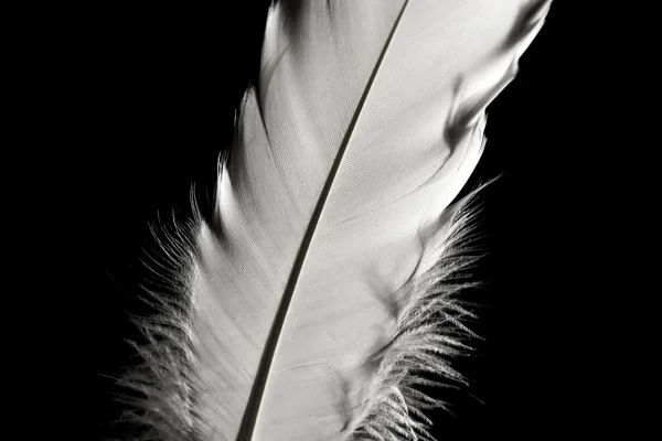 Plumas en la oscuridad. Luz cayendo sobre hermosas plumas. Gran plan. Puede ser utilizado para presentaciones, calendario, salvapantallas . — Foto de Stock