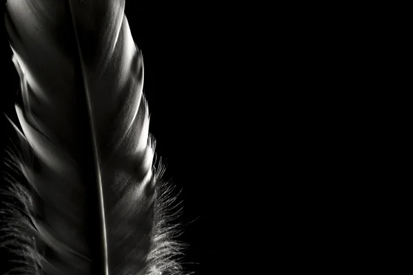 Feathers on a dark background. Place for text. — Stock Photo, Image