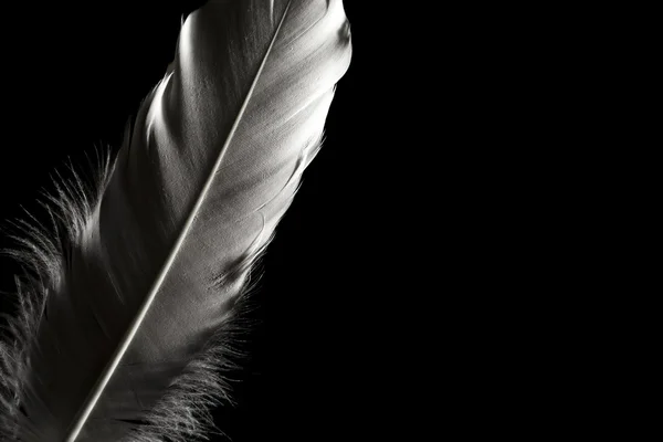 Tüyleri koyu arka plan üzerinde. Metin için yer.