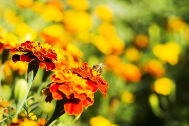 Kadife çiçeği çiçek, Bahçe, sarı ve turuncu marigolds sarı kadife çiçeği çiçek.