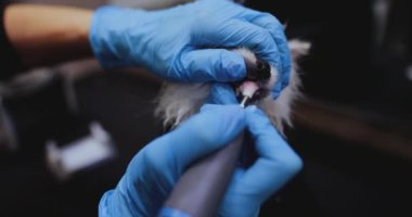 Profesyonel köpek dişi temizliği.