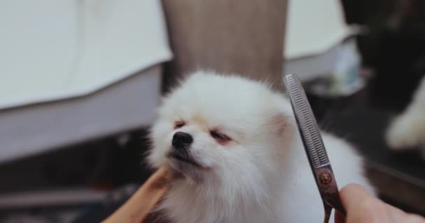 Cão pequeno branco obedientemente senta-se durante o corte de cabelo. — Vídeo de Stock