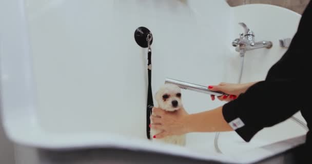 Washing the dog in the grooming salon. — Stock Video