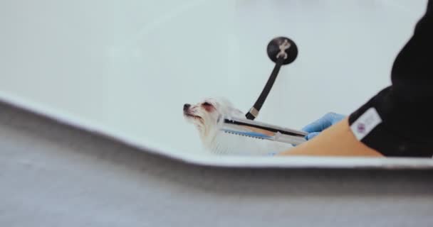 Tvätta en vit hund i badet — Stockvideo