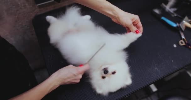 Ένα μικρό σκυλί διασκεδάζει στο σαλόνι καλλωπισμού. — Αρχείο Βίντεο