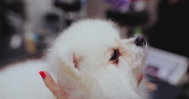 Corte de cabelo orelhas de cão com tesoura. Close-up. — Vídeo de Stock