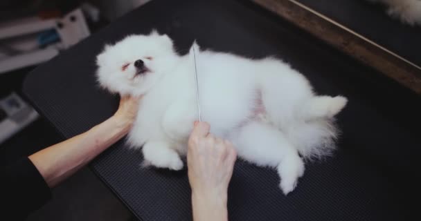 The dog fell asleep during the grooming procedure. — Stock Video