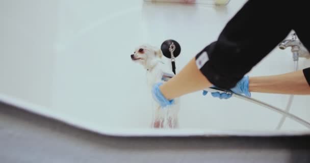 Mycie białego psa w wannie — Wideo stockowe