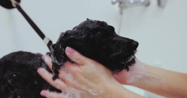 Black dog takes a bath. — Stock Video