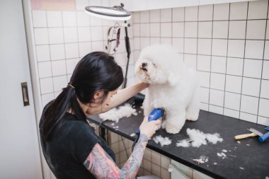 Beyaz bir köpeğin saç kesimi. Güzel ve komik bir köpek. Malta köpeği.