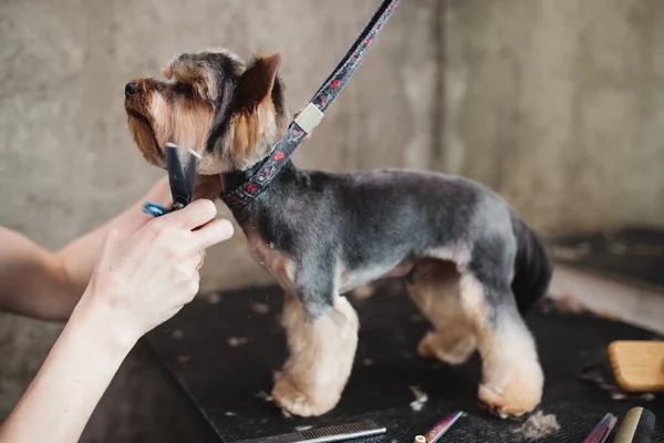 Processus de cisaillement final d'un chien cheveux avec des ciseaux. museau d'une vue de chien — Photo