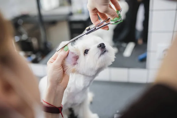 グルーミングサロンでマルタ犬。小さな笑顔の犬. — ストック写真