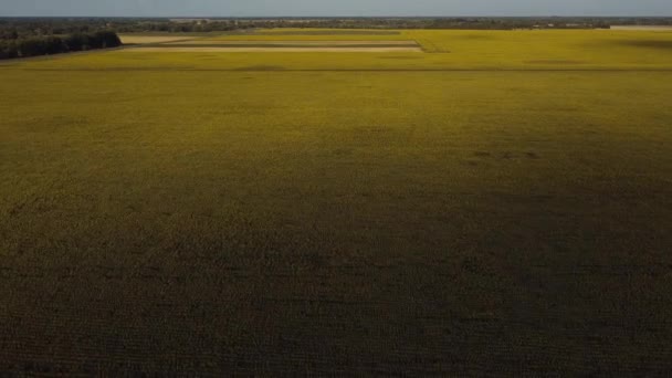 Champ avec tournesols d'une vue d'oeil d'oiseaux. — Video