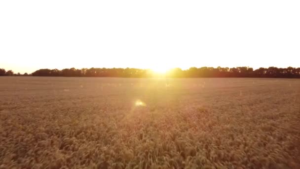 Champ de blé au coucher du soleil. — Video