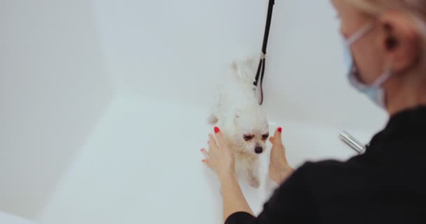 White dog bathing in the bathroom. — Stock Video