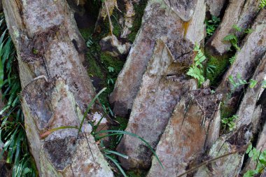 Tropikal bir hurma gövdesinin detaylı görüntüsü engebeli kabuk dokusunu, yeşil yosunları ve çatlaklarda büyüyen küçük eğreltiotlarını gösteriyor. Doğal organik arkaplan.