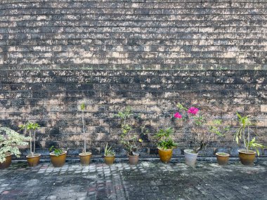 Bir şehir bahçesinde kırsal bir taş bloğun önünde sıralanmış çeşitli saksı bitkileri ve pembe çiçekler..