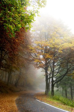 Düşüş sırasında bir ormanda soğuk ve sisli bir gün
