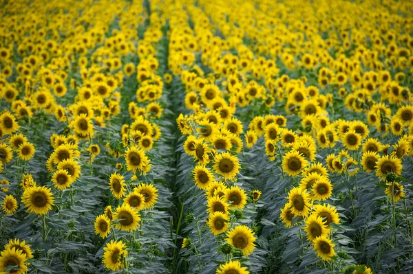 Sonnenblumenfeld — Stockfoto