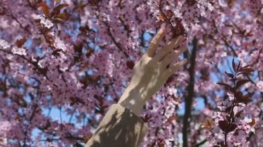 Kadın eli Sakura 'nın pembe çiçek açan dalını takip ediyor.