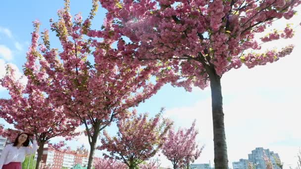 Beautiful woman walking by alley with blooming sakura tree copy space — Stock Video