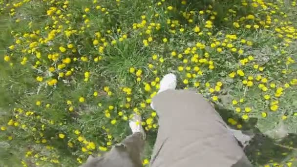 Man standpunt benen lopen door paardebloemen veld lente — Stockvideo