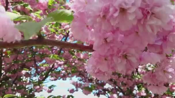 Ανθισμένα λουλούδια σακούρα δέντρο κοντά αντίγραφο χώρο — Αρχείο Βίντεο
