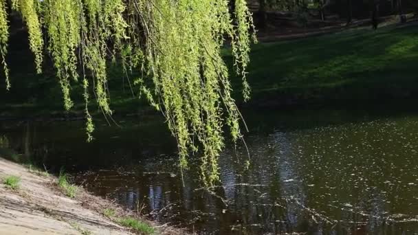 Fűzfa virágzik a tó közelében — Stock videók