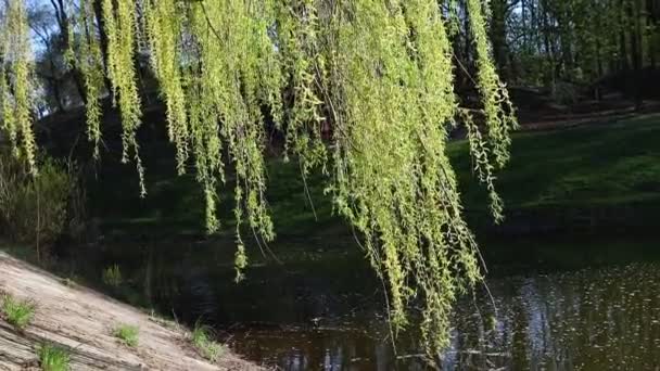 Willow tree blooming near lake — Stock Video