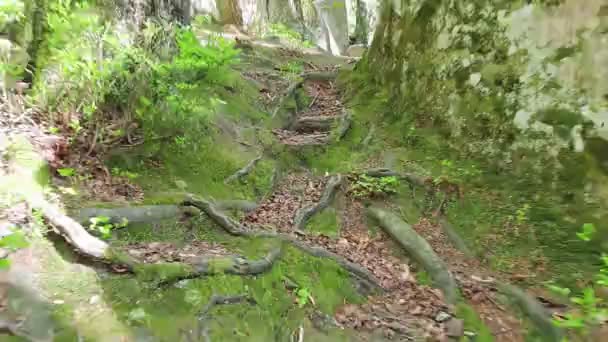 Az erdei ösvényen haladva — Stock videók