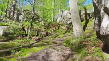 Orman yolunda ilerliyor.