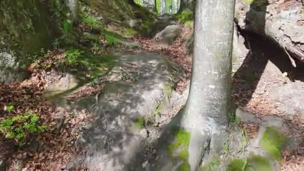 Pano kilátás zöld erdő sziklák napsütéses nap — Stock videók