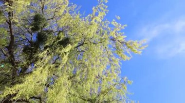 Arka planda söğüt ağacı mavi gökyüzü